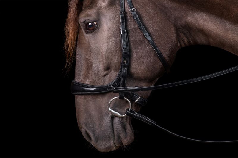 Schockemohle Equitus Theta, Black