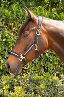 Harry's Horse Halsterset Valli, Blueberry