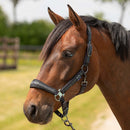 Harry's Horse Halsterset Equestrian Society, Black Sand