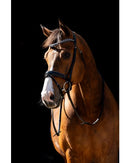 HB Showtime Bridle Jump Rocky Glitter, Schwarz/Schwarz