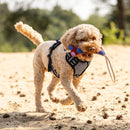 QHP Hondenspeelgoed Collection, Multicolor