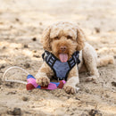 QHP Hondenspeelgoed Collection, Multicolor