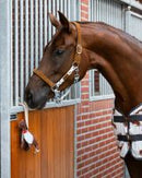 QHP Paardenspeelgoed Stable Buddy, Dachshund