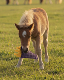 QHP Paardenspeelgoed Snackcounter, Friet