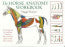 The Horse Anatomy Workbook, Maggie Raynor