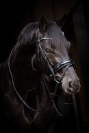 HB Headstall Evalira, blue/black