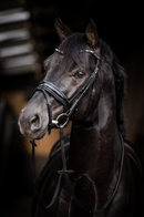 HB Headstall Evalira, blue/black